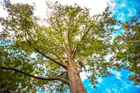 Best Tree Cabling and Bracing  in Boswell, PA