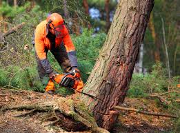 Best Lot and Land Clearing  in Boswell, PA