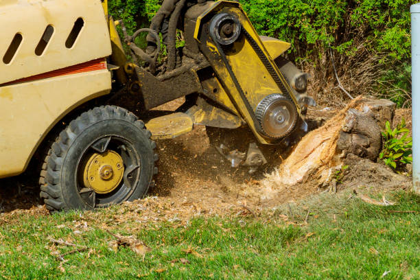 Reliable Boswell, PA Tree Removal Solutions