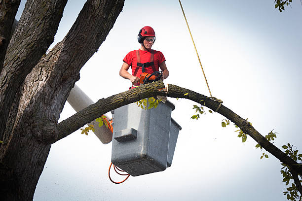 Best Stump Grinding and Removal  in Boswell, PA